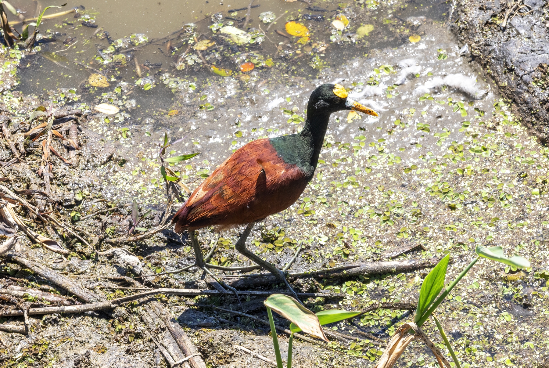 /gallery/central_america/costa_rica/guanacaste/palo verde np/Northern Jacana Palo Verde NP 2024-002_med.jpg
